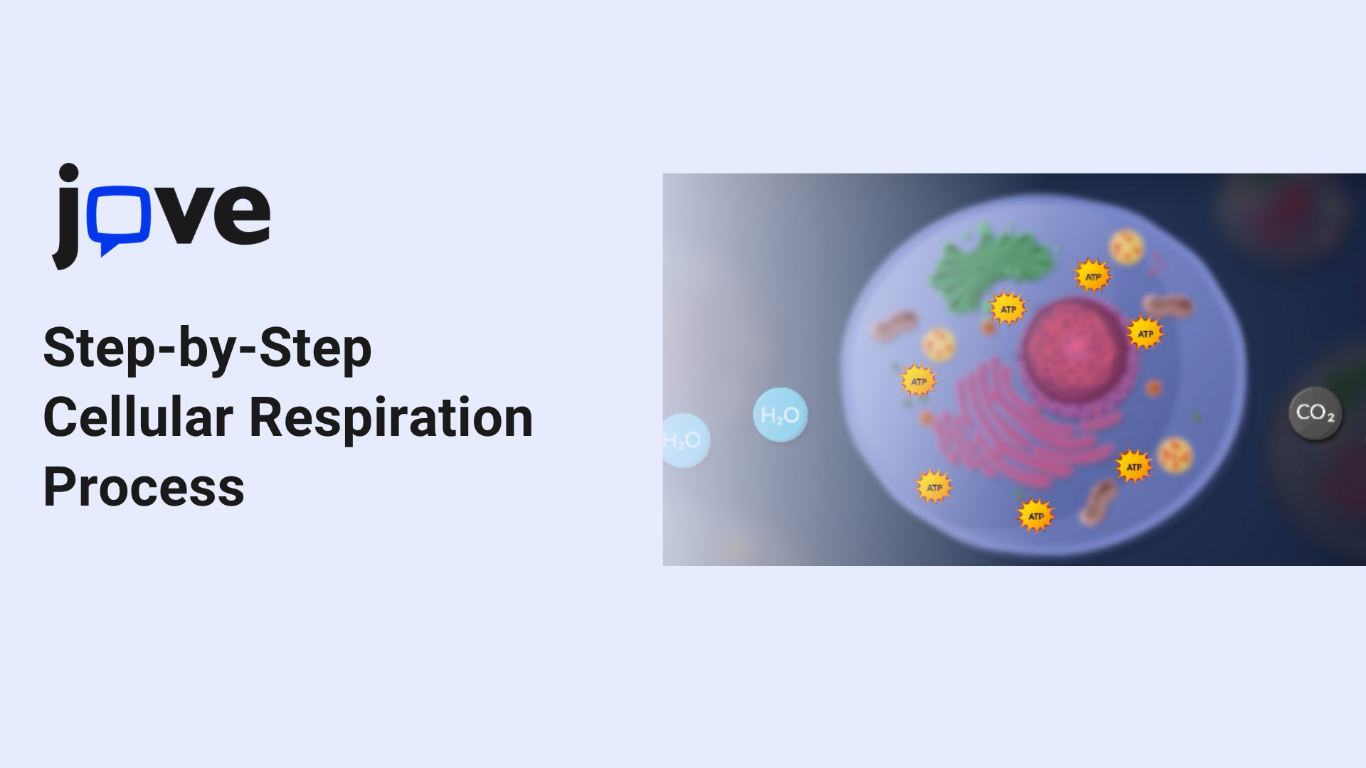Step-by-step chart showing the cellular respiration process and ATP production in cells