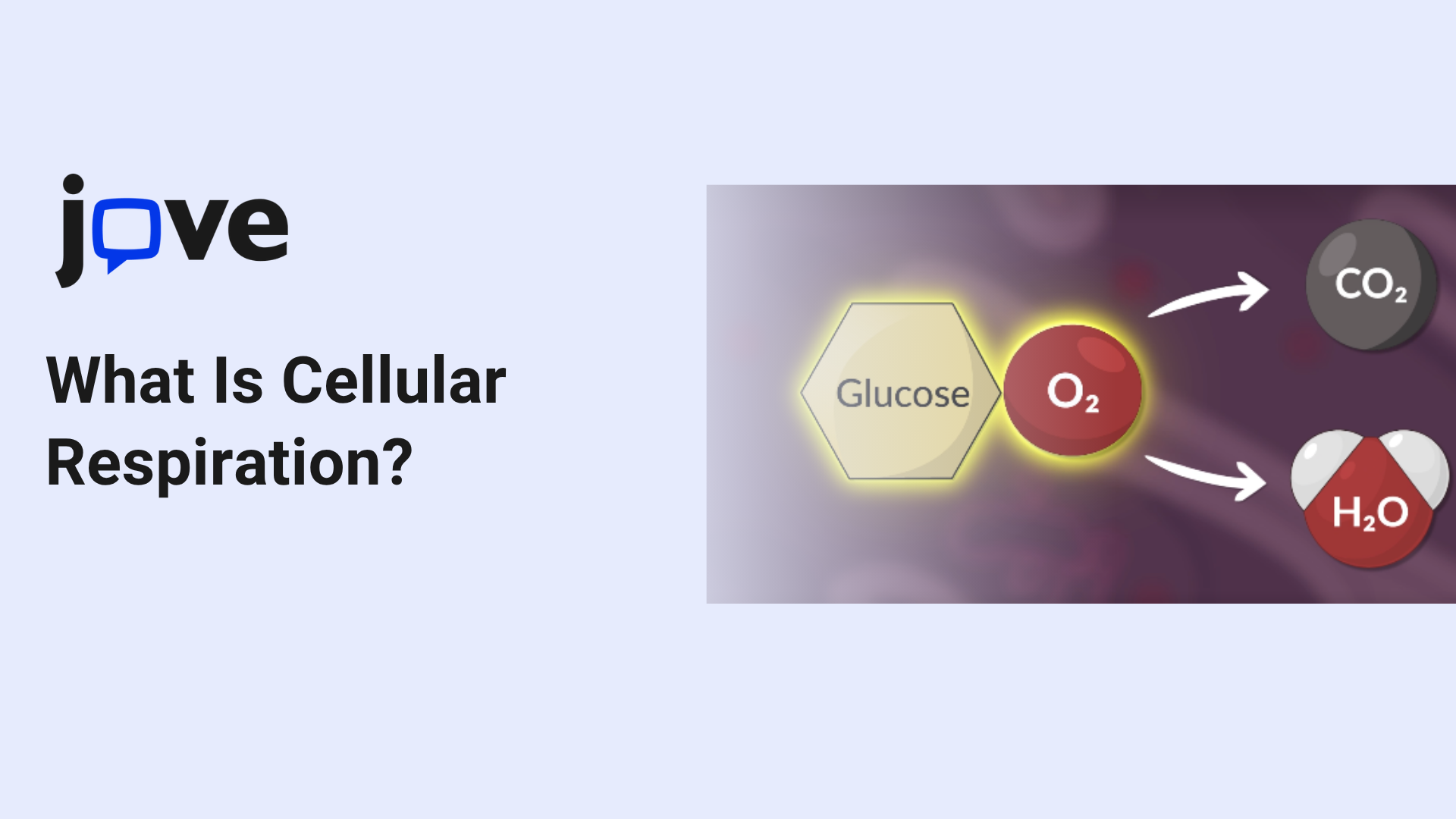 What Is Cellular Respiration? How Cells Turn Glucose Into Energy