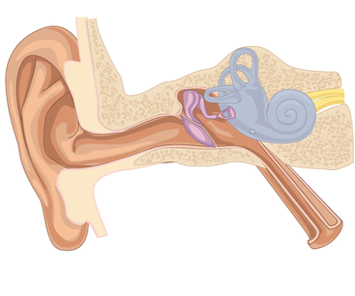 Cross section diagram of the human ear showing canal, eardrum, and cochlea anatomy