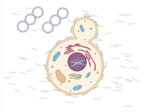 Yeast cell budding diagram showing nucleus and organelles for cell biology lessons